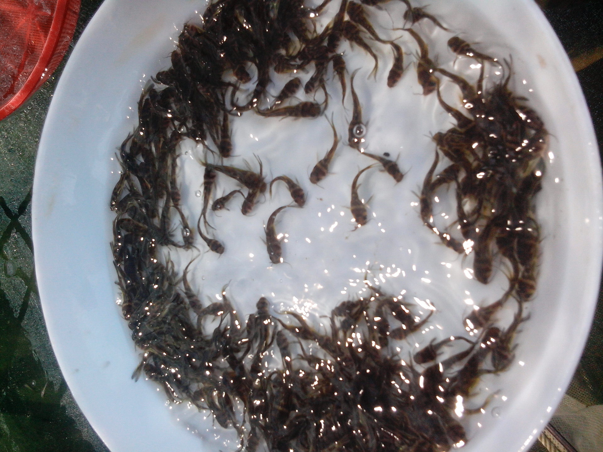 在养鱼的时候,健康的鱼苗是养殖的基础,投放鱼苗应该注意!