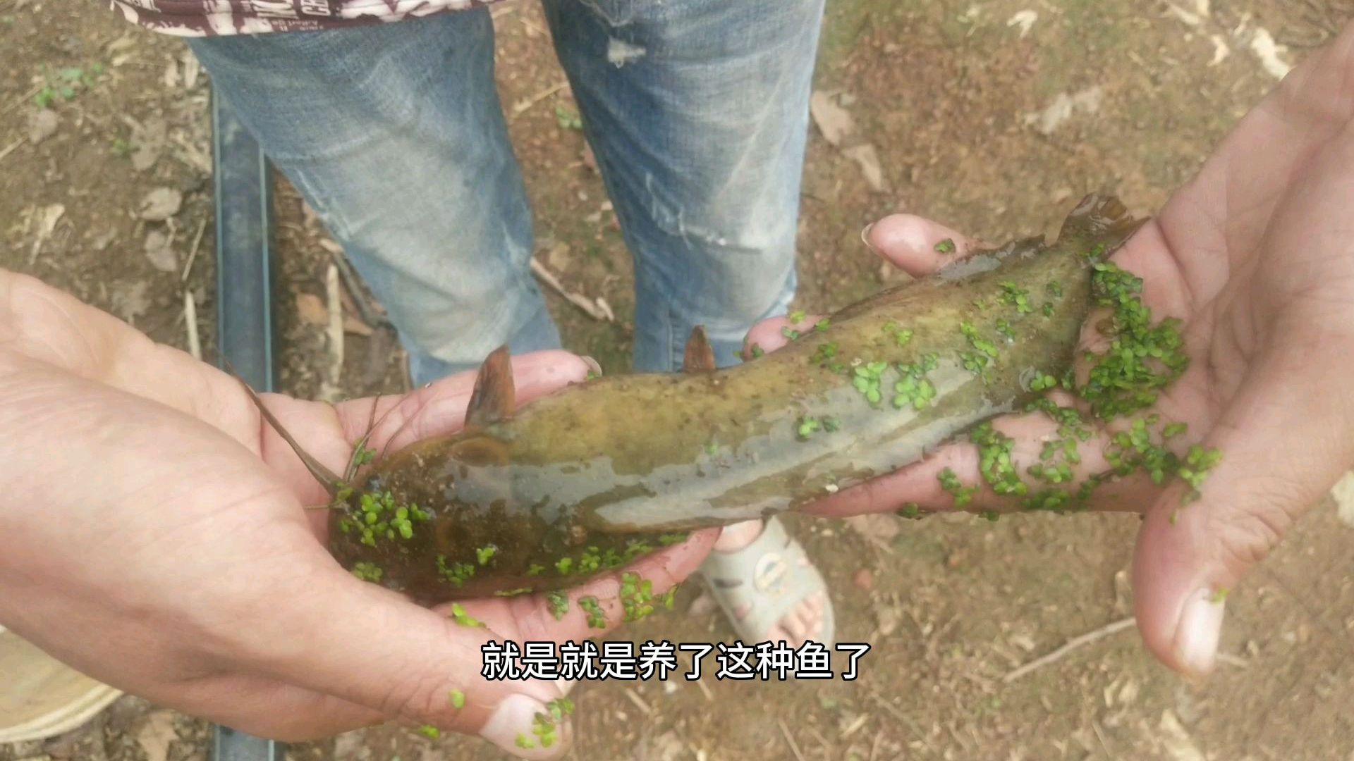 自家门口挖了个小水池,放了一百多条塘角鱼,能养活吗?