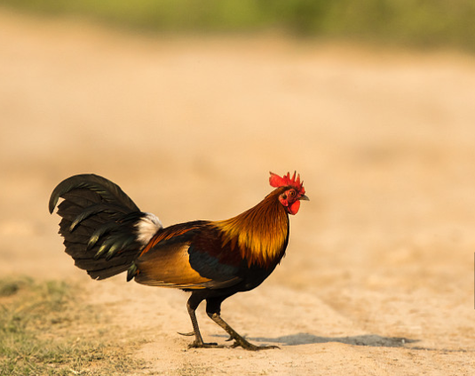 总在清晨打鸣,法国一只公鸡被告上法庭