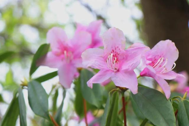 鹿角杜鵑花開,最愛那一抹紫