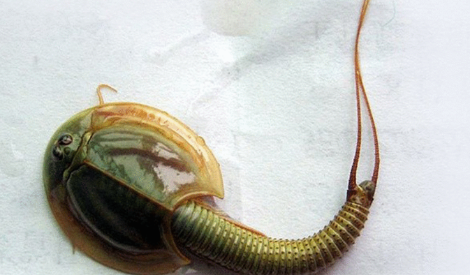 小时候常见虫子,是两亿年前远古生物,却被人拿来喂鸡鸭!