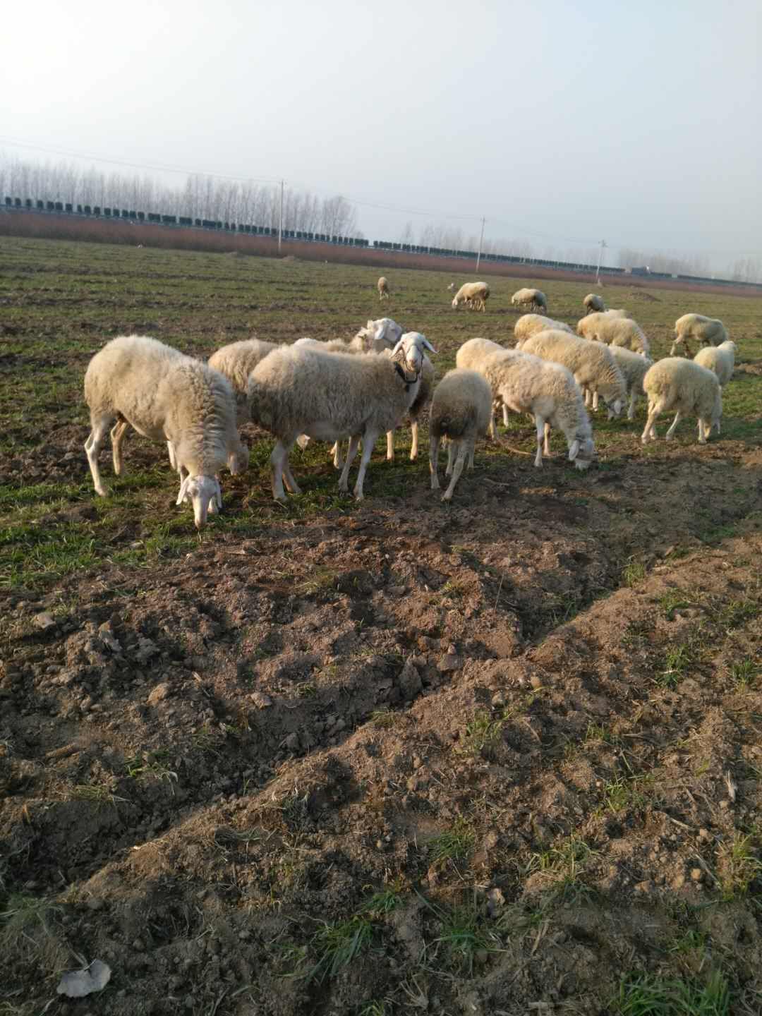 农村寒冬里的麦田,一群绵羊突然闯入,原来村里老人们出来放羊了