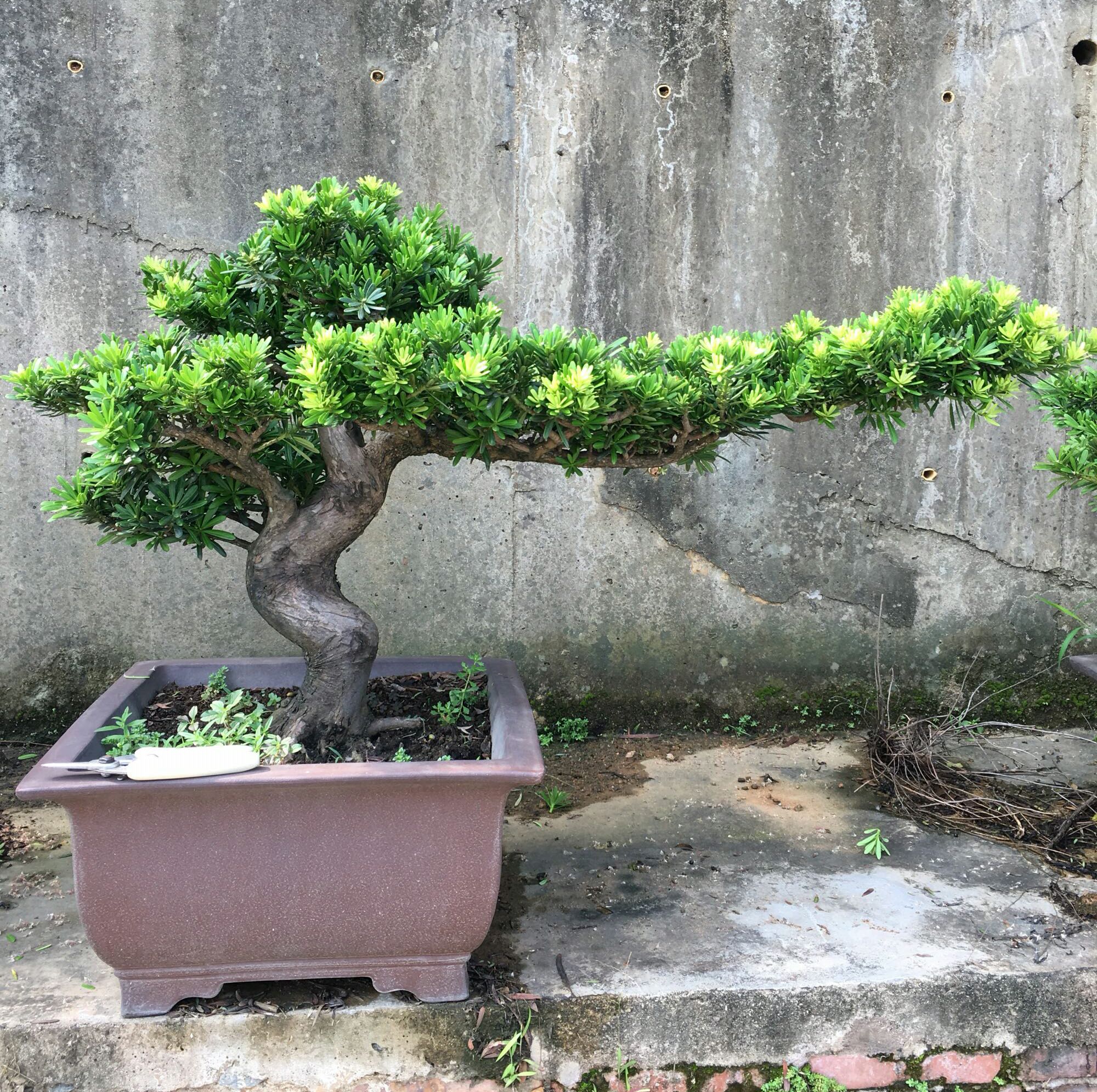 罗汉松盆景的松针叶子发黄了怎么回事?原因有6点