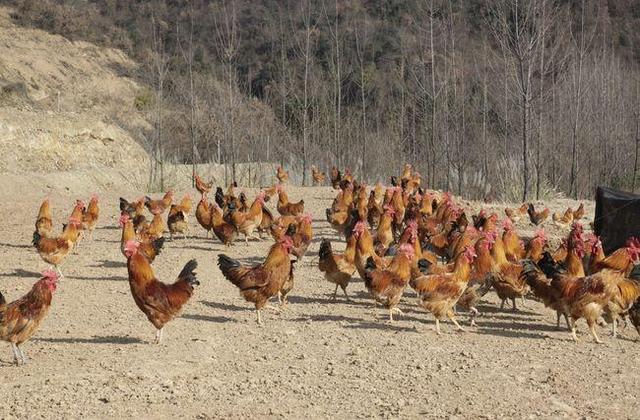 上虞东关鸡图片