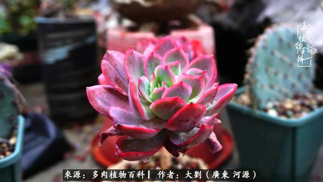 在最不像春节的春节,唯有期待春暖花开,看多肉绿肥红瘦!