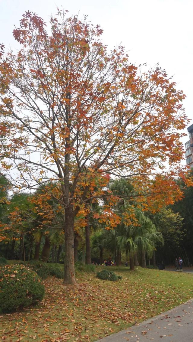 七叶树——提早到来的秋色植物现身上海植物园