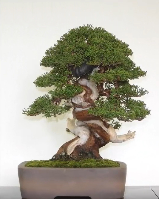 顶级松柏盆栽鉴赏,与众不同的造型和气质,给你一场视觉盛宴!