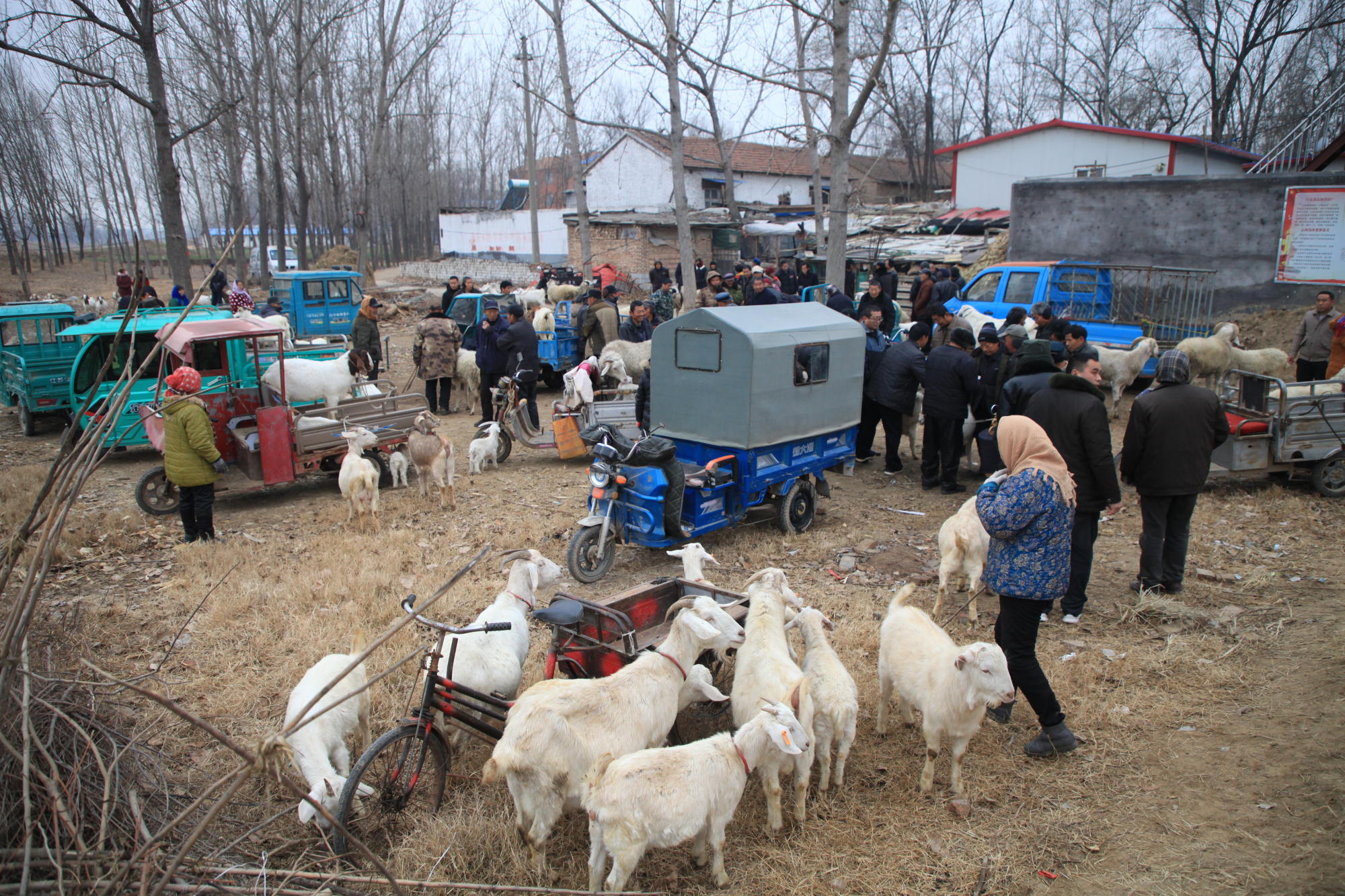 河南农村有种买卖羊的集市,讲价靠手势,想买好羊看眼力