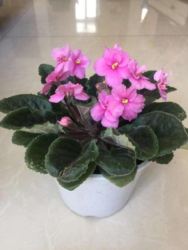非洲紫罗兰常年开花,今年换个位置就蔫了,这是怎么了?