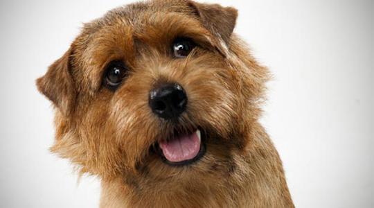 罗福梗,勇敢而又莽撞,垂耳,体型最小的工作梗之一!