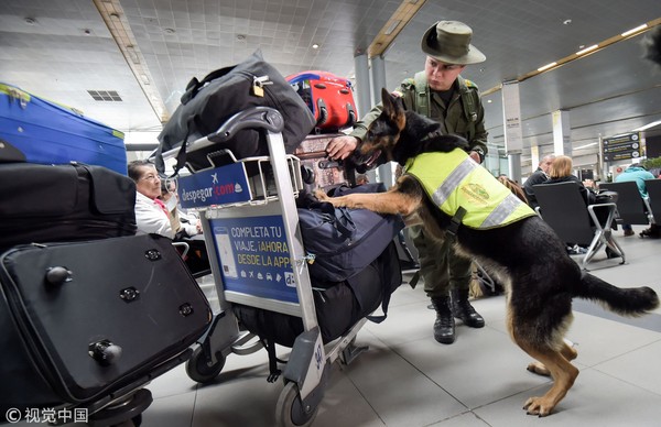 机场缉毒犬图片