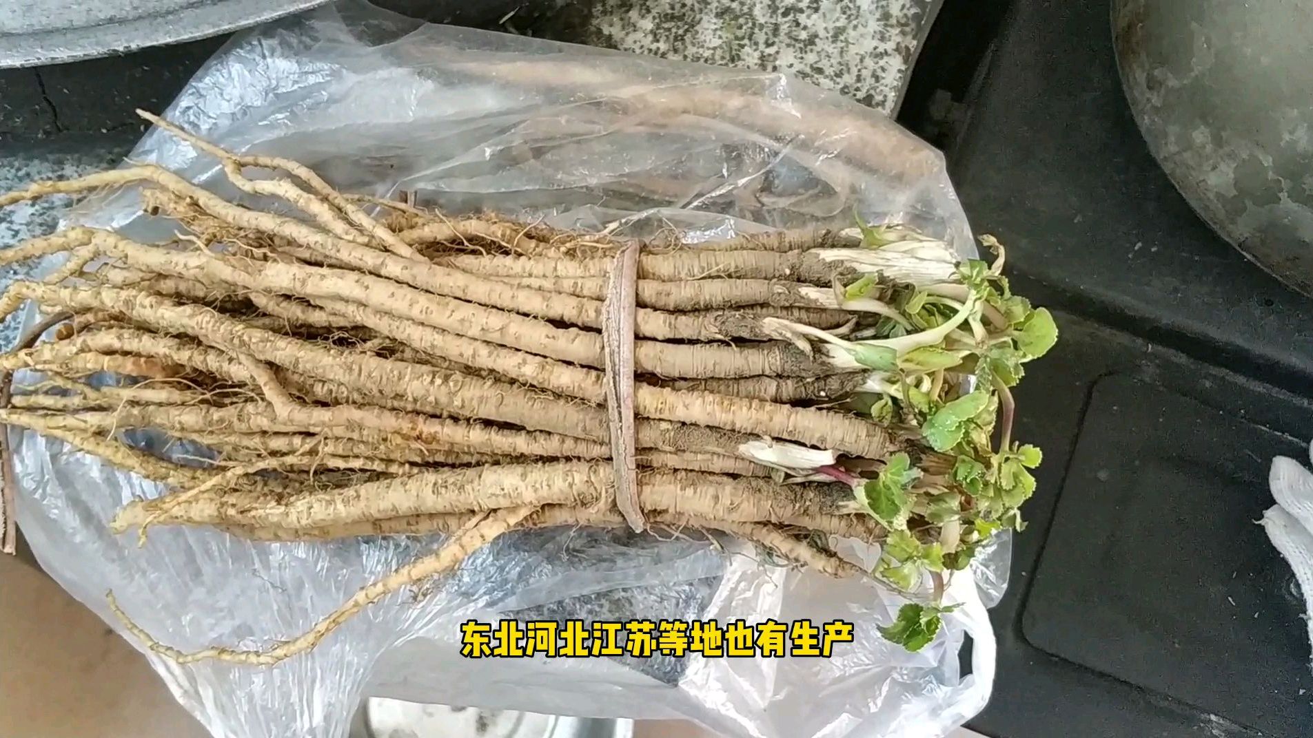莱阳特产沙参,用沙参炖鸡美味又滋补,有口福了