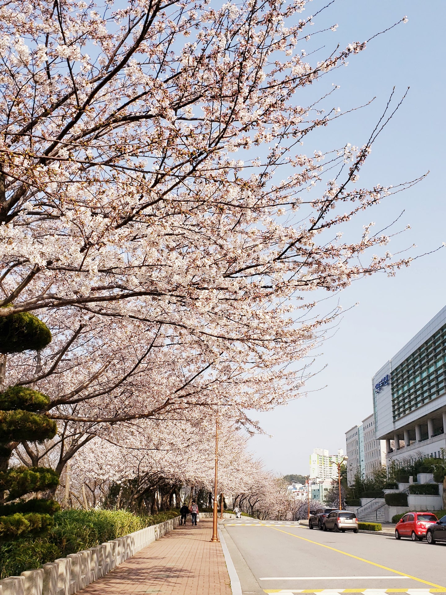 韩国东西大学图片