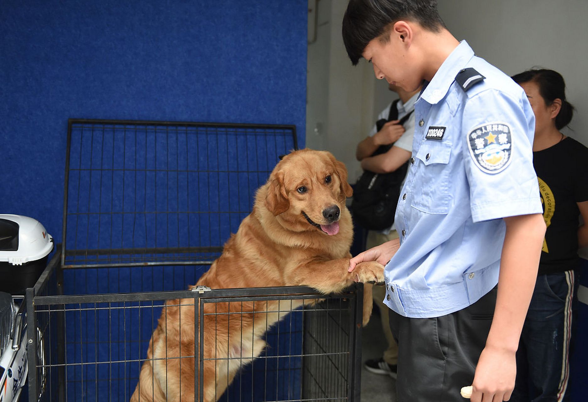 河北省张家口巡逻犬图片