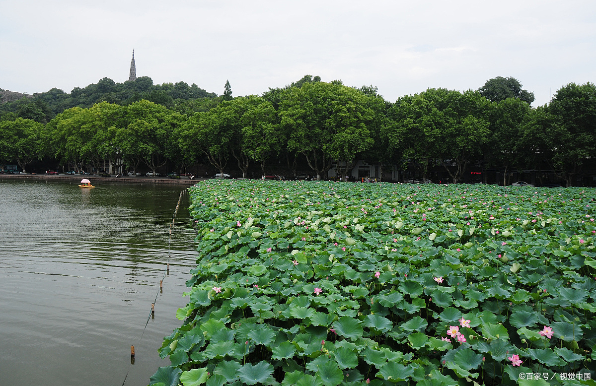 美景如画心陶醉,荷花咧嘴开心梦雨滴飞溅西湖中,望湖水中梦幻情