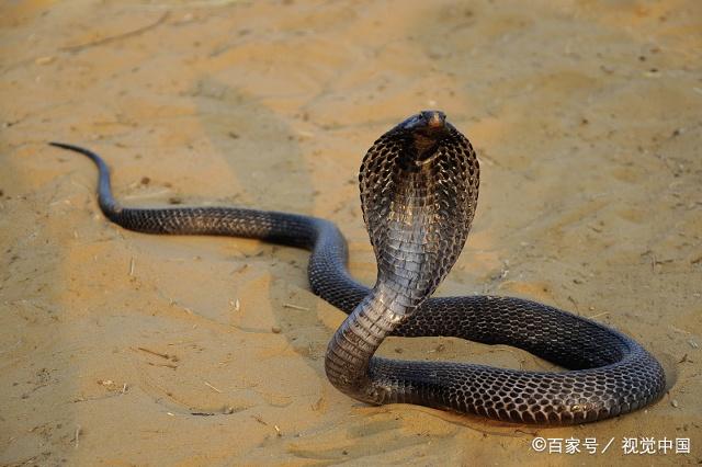 5年前抓蛇被咬,自斷左手食指丨如今又抓蛇,被咬了右手食指