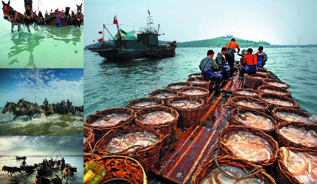 魅力盖州:"游"向全球餐桌的辽宁特产