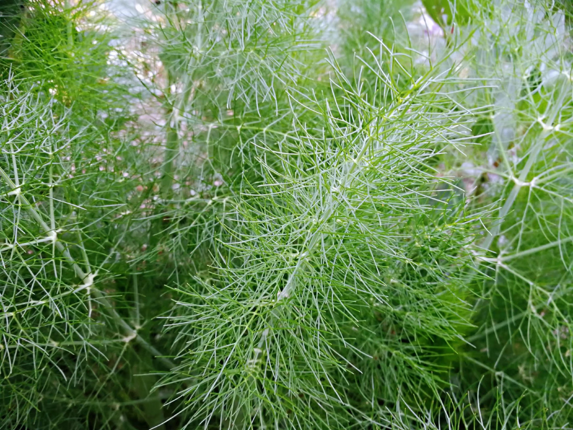 四川植物图鉴