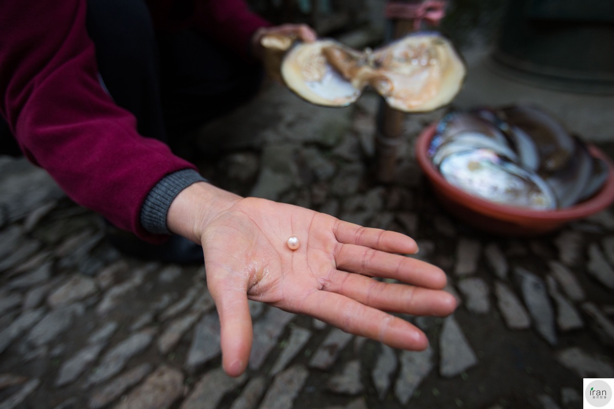 商家现场开蚌取珠,一个百元真假难辨