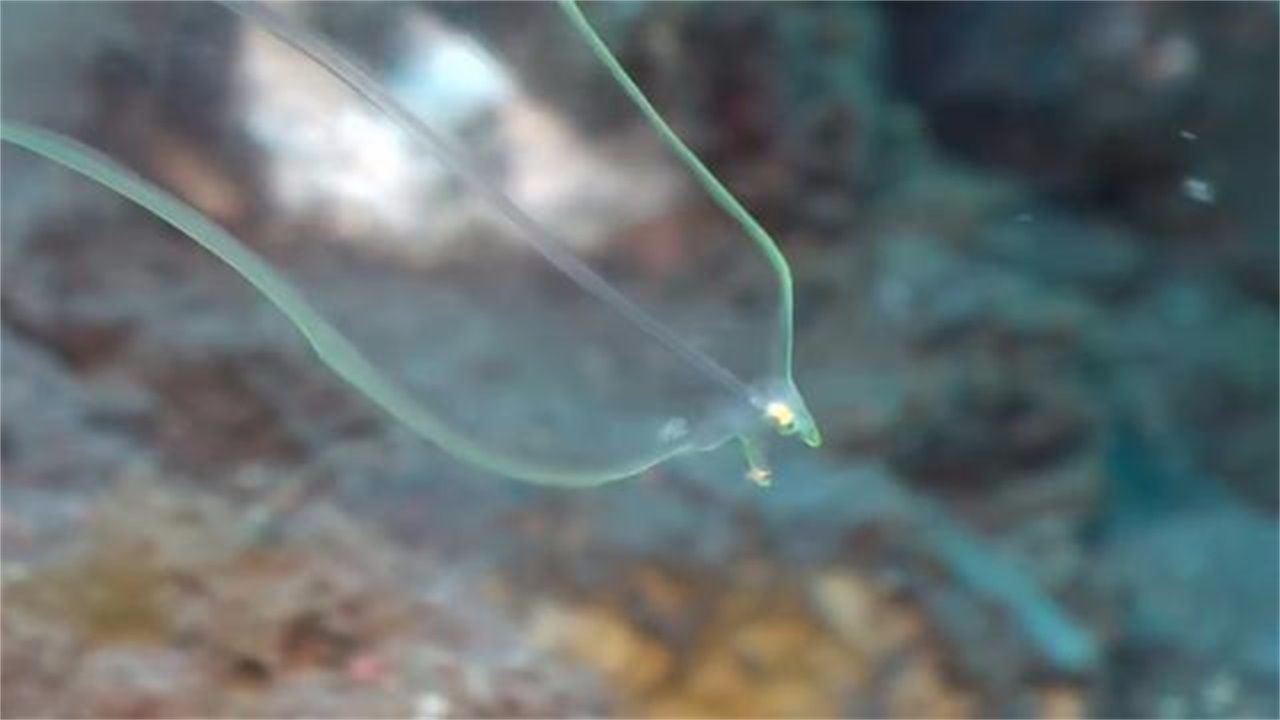 海洋中"会隐身"的鱼,除了眼睛以外,全身都是透明的