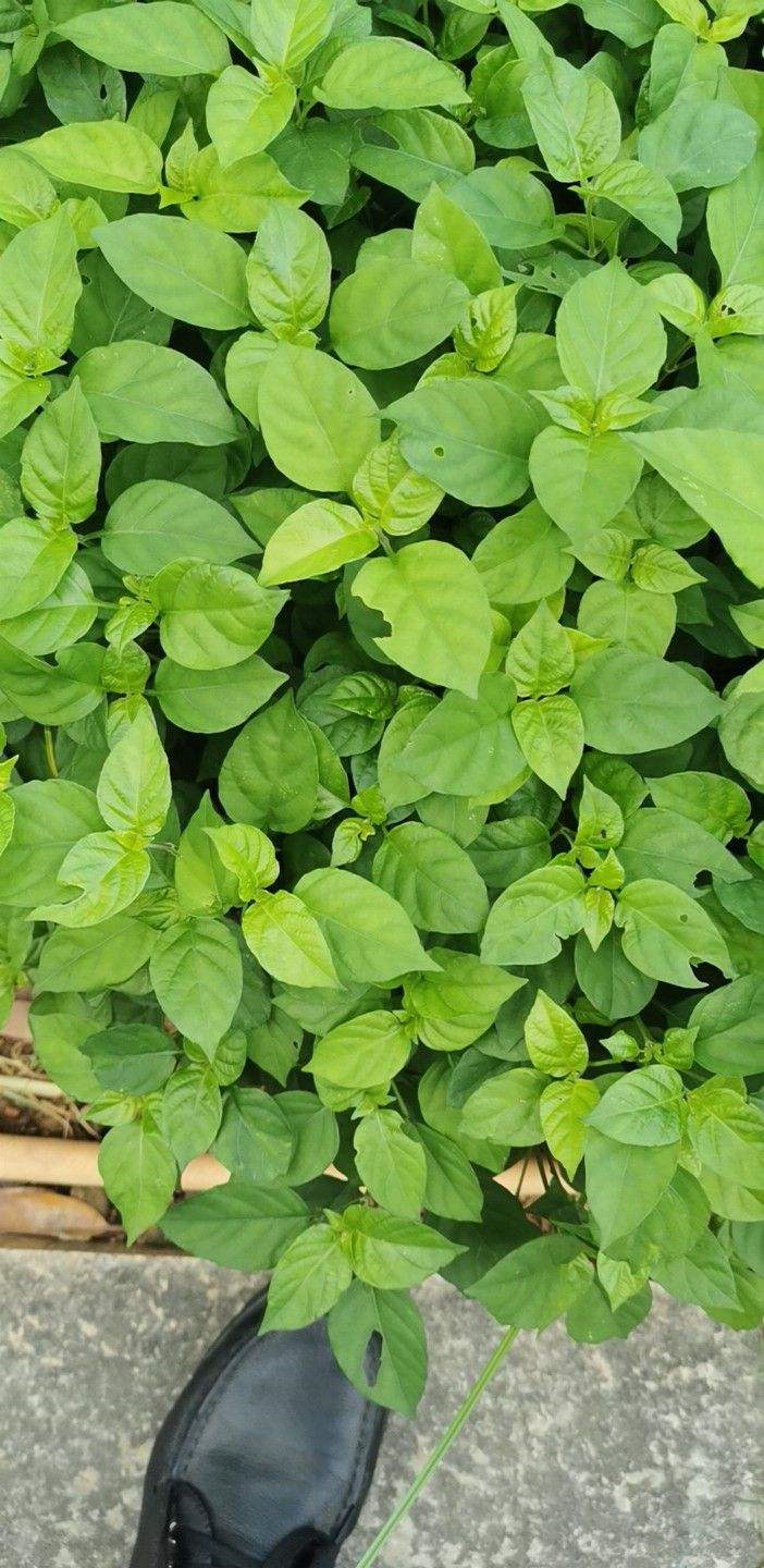 这植物只有中国有,名字古怪摸不着头脑,原来背后有这个神奇故事