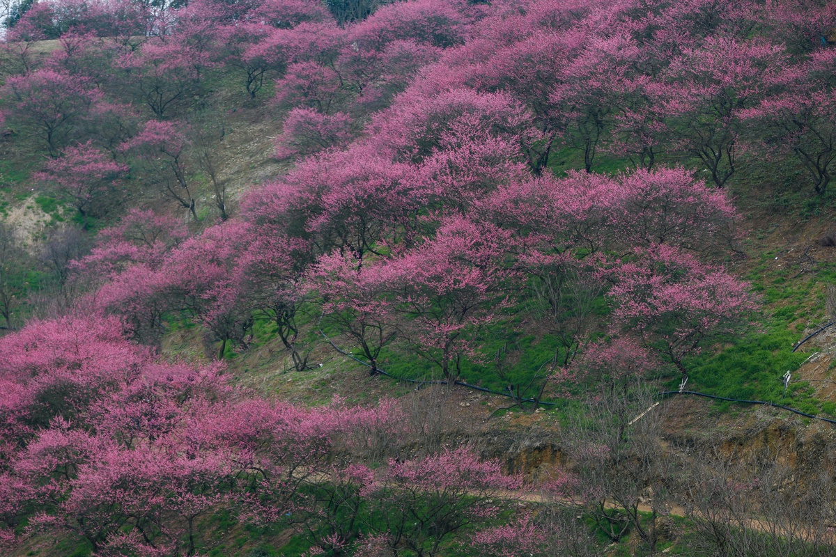 景色风光,山上梅花红似火