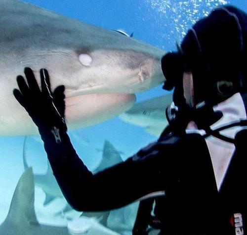 鲨鱼"亲吻"摄影师,感谢其帮清除寄生虫