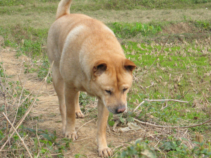 关于田园犬的传闻:含煞犬,黄狗白面金不换,您知道是什么意思吗