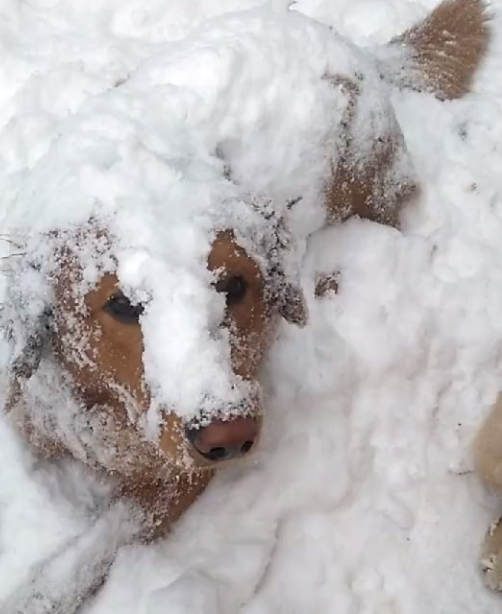 一只金毛在雪地上躺着无家可归 再不救就冻死了