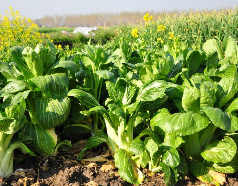 油菜会出现一些发黄的现象,危害植株的生长,发现的时候要及时防治