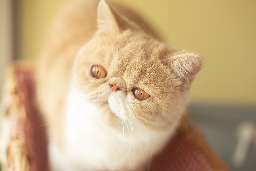 养只咖啡猫跟没养猫一样,它除了吃,就是睡,所以才胖出名气