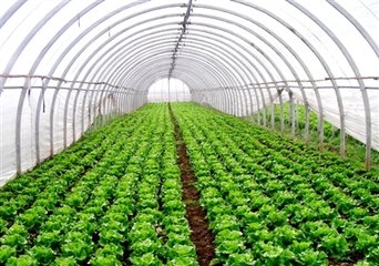 致富种植什么比较赚大钱呢(致富经创业项目 种植业 排行榜)