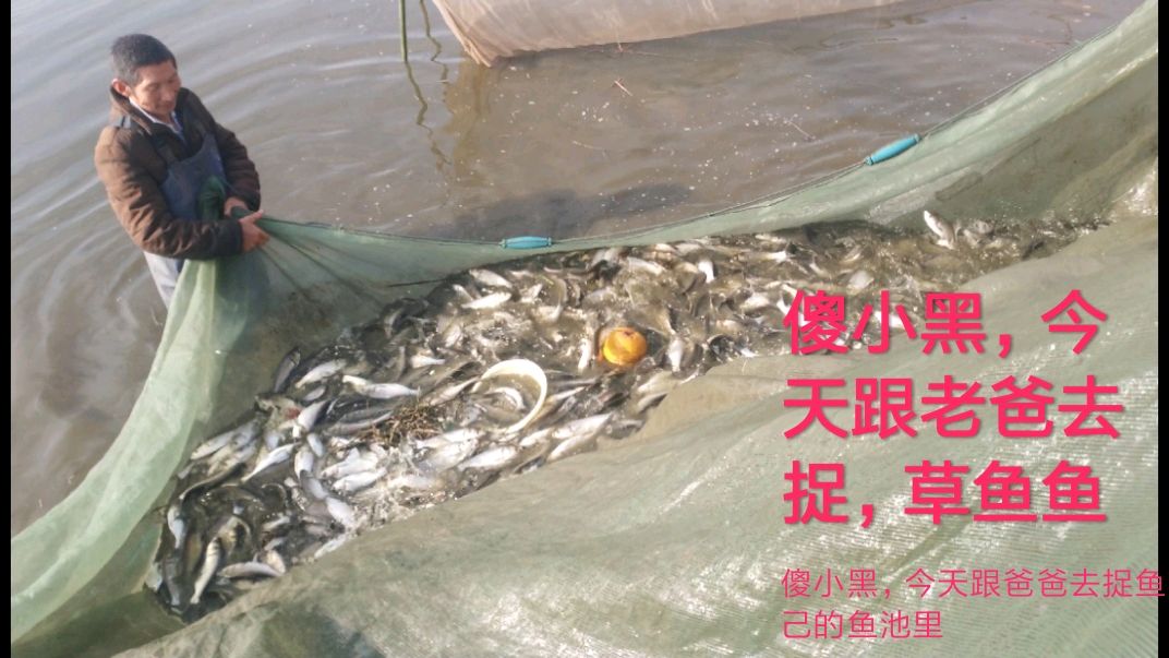 傻小黑和爸爸去弄草鱼鱼苗,这么多鱼苗要不完 咋整
