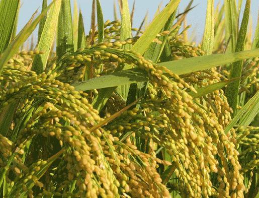 其次是明水香稻,它被誉为山东省著名特产之一.