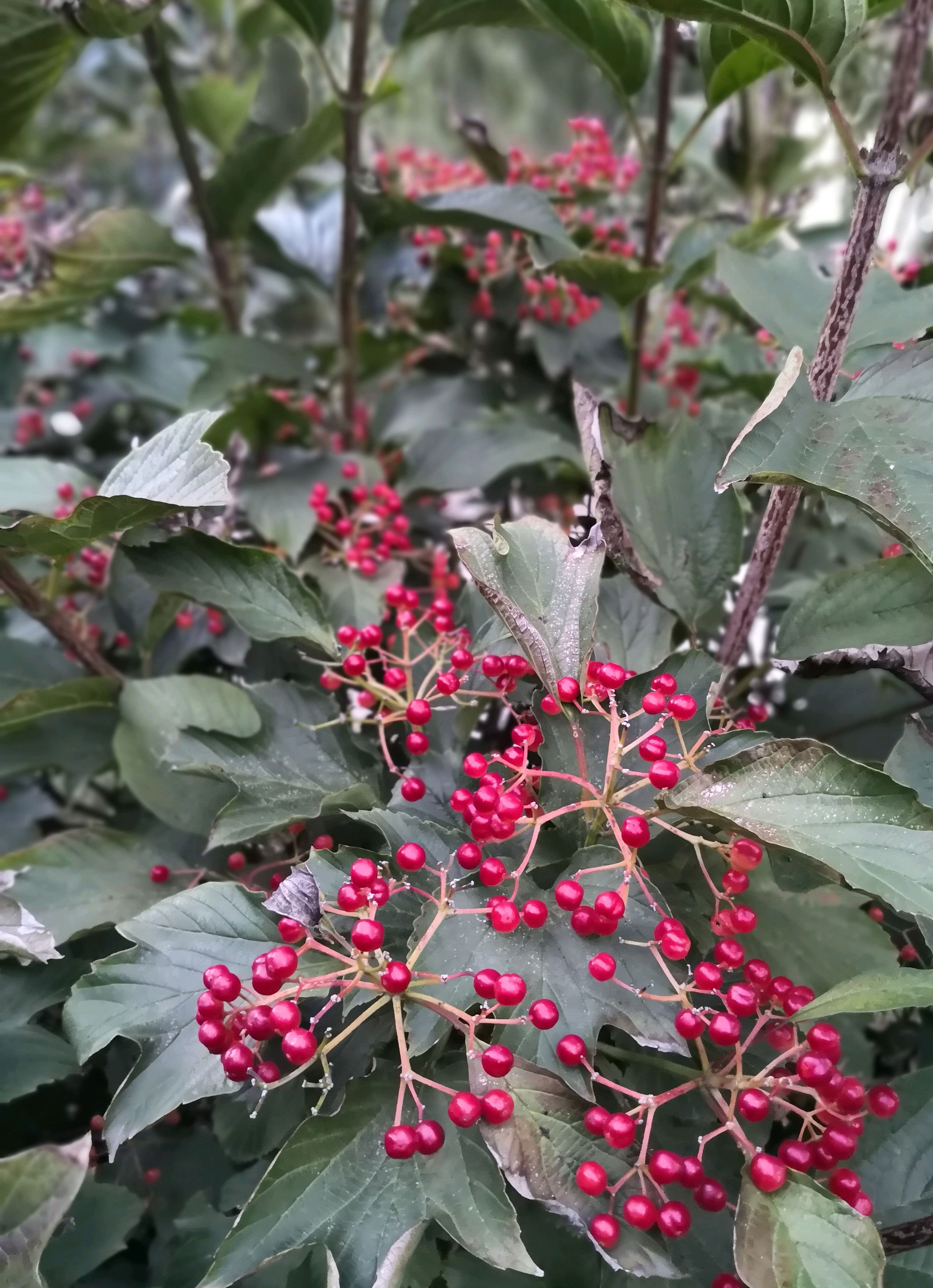 鸡树条荚蒾果 转载自百家号作者:点墨留芳