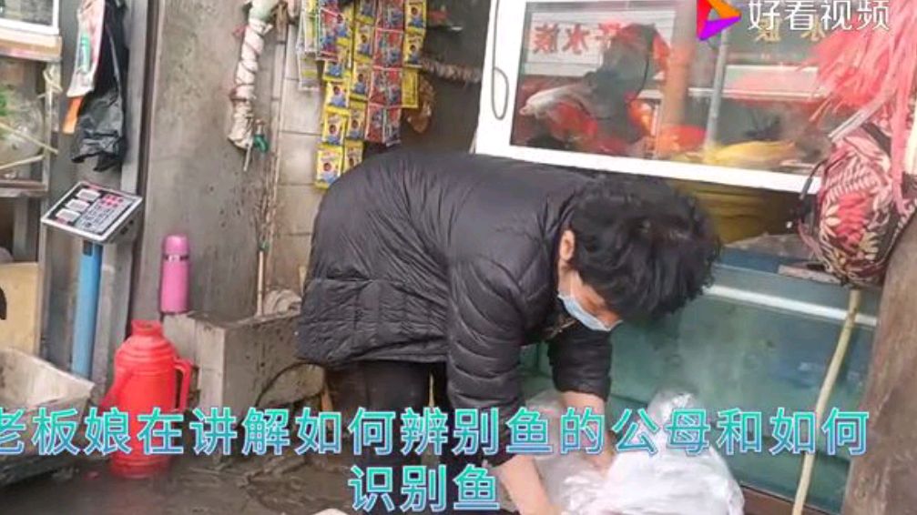观赏鱼是论斤称划算吗?邯郸鱼市一条街,大森140元购买几斤鱼?