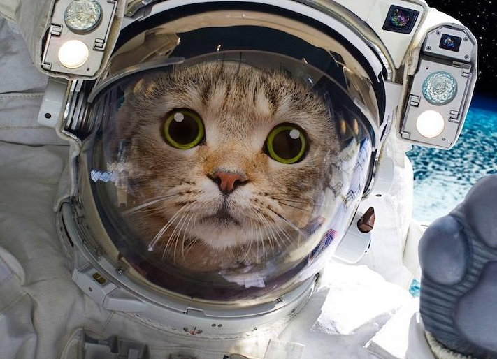 世界首例猫咪太空葬礼即将成行!猫咪名叫皮卡丘