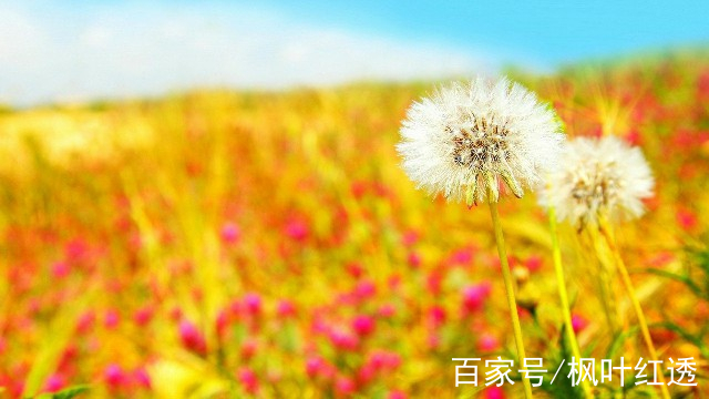 花草的唯美句子短句(花草的唯美句子短句图片)