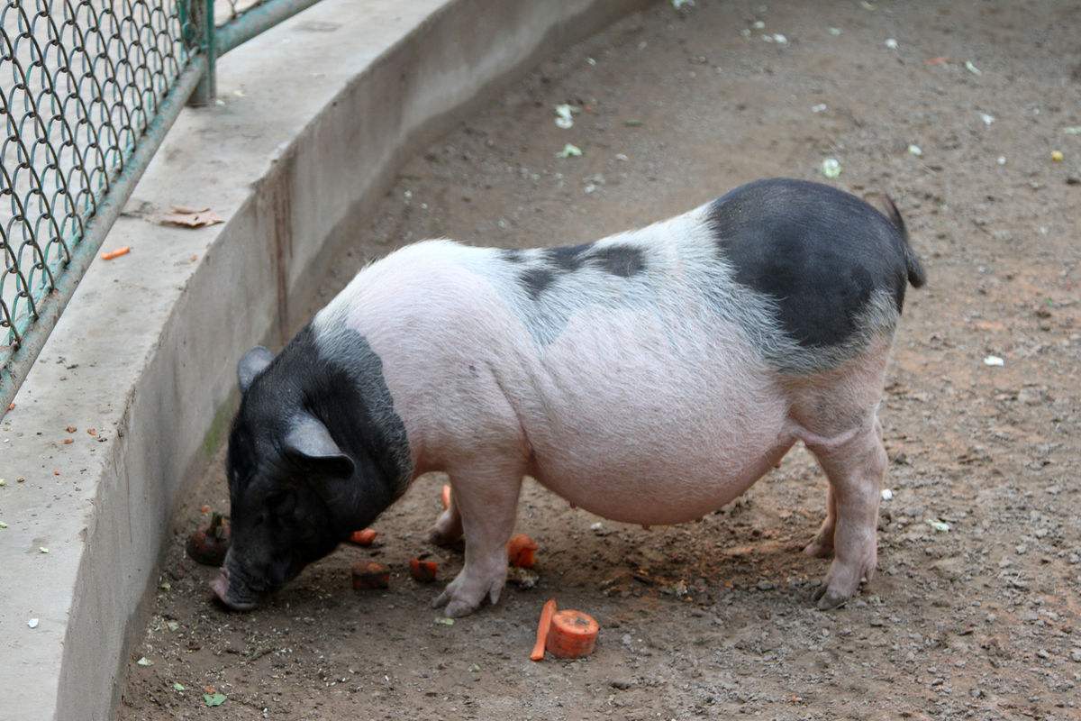 养母猪 - 优质问答专区