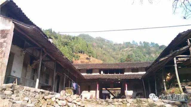 温州绿化树苗批发基地