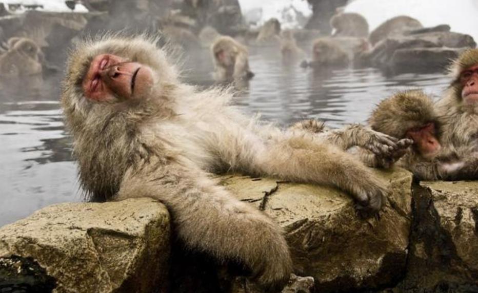 洗温泉的猴子