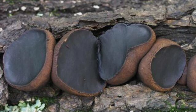 农村作物被称作"猪嘴蘑",市场上200块一斤,农民看见却绕道