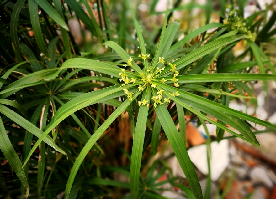 雷打伞草图片图片