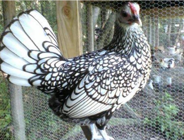 鸡中凤凰红顶贵妃鸡应该怎么养?做好这几点很重要