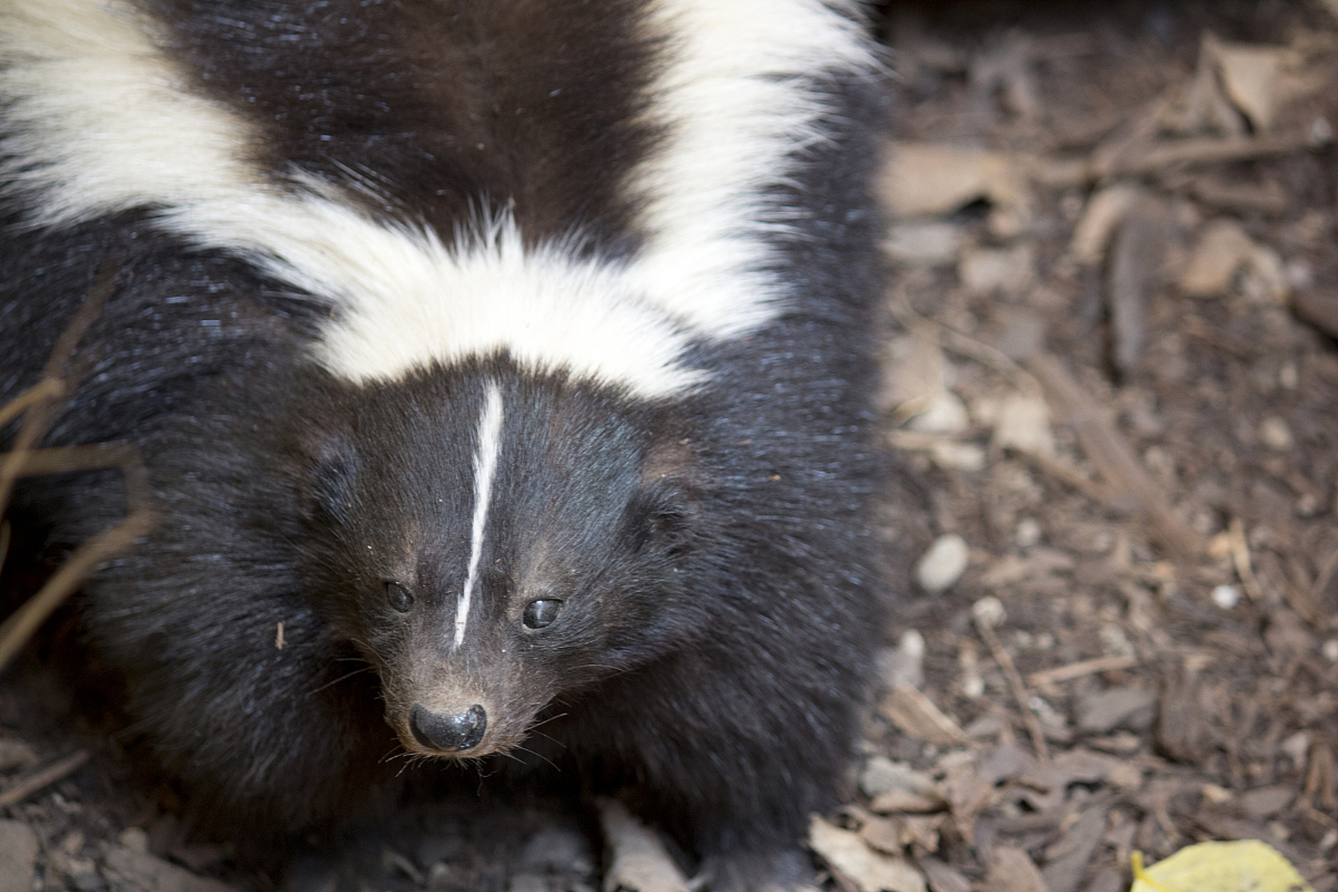 猪獾和狗獾虽同属獾科,但体型,头部特征,食性和活动时间等方面存在