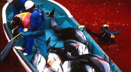 天天电影推荐:《海豚湾》,海豚的微笑,带着眼泪