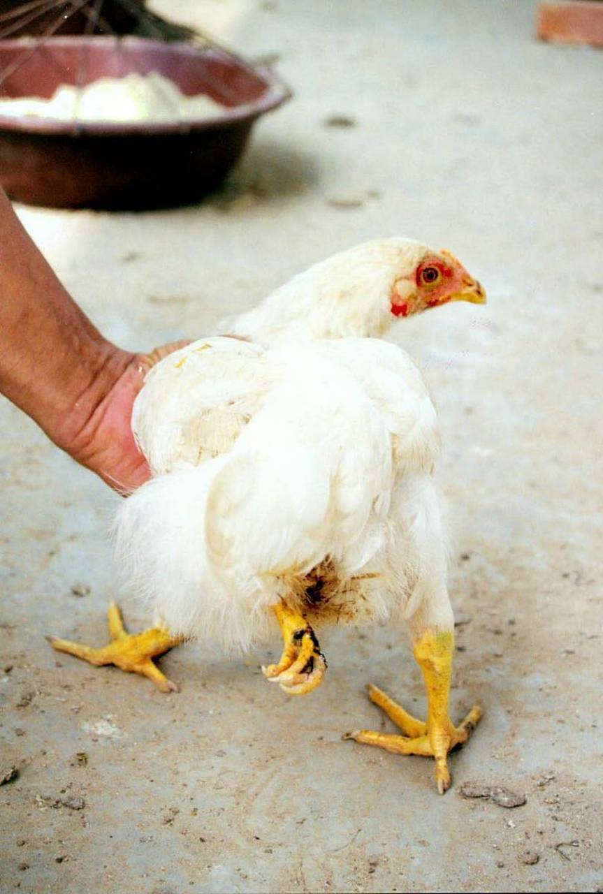 你见过三只脚的母鸡吗##搞笑