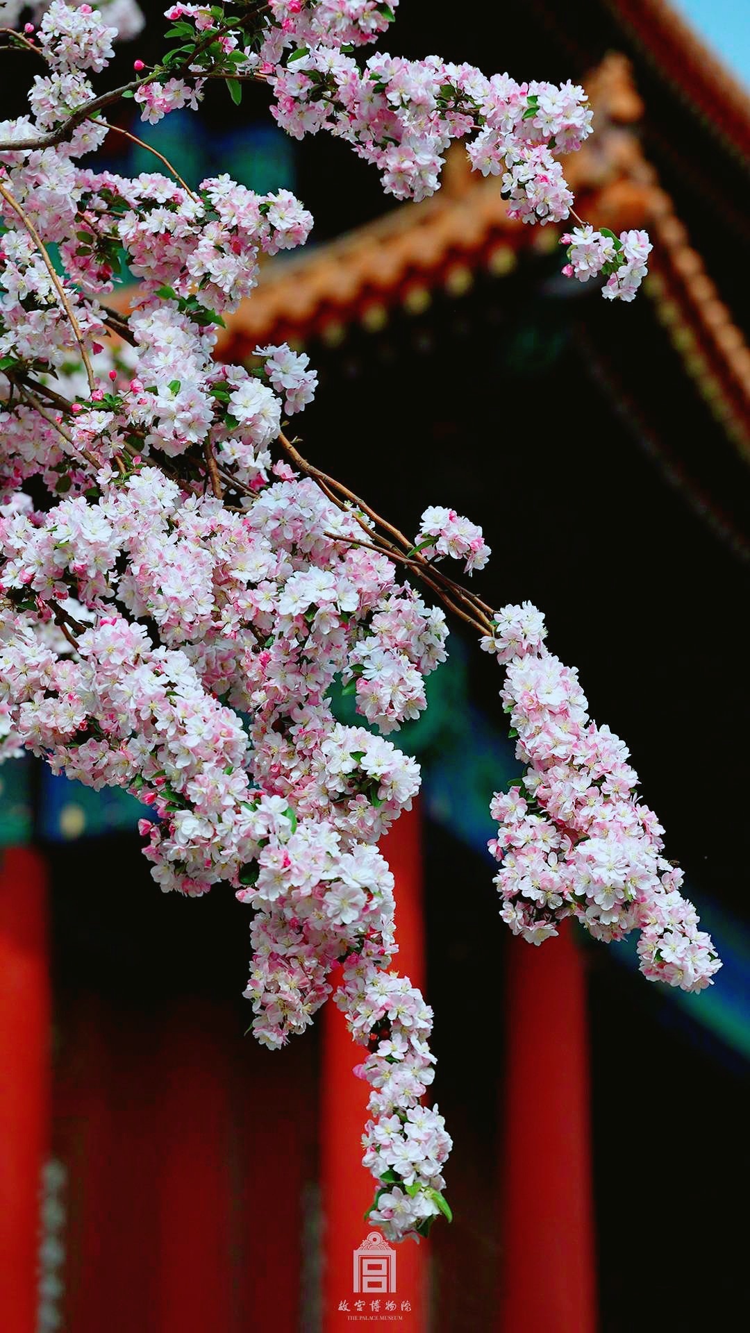 东风袅袅泛崇光,赏海棠最好的时候到了