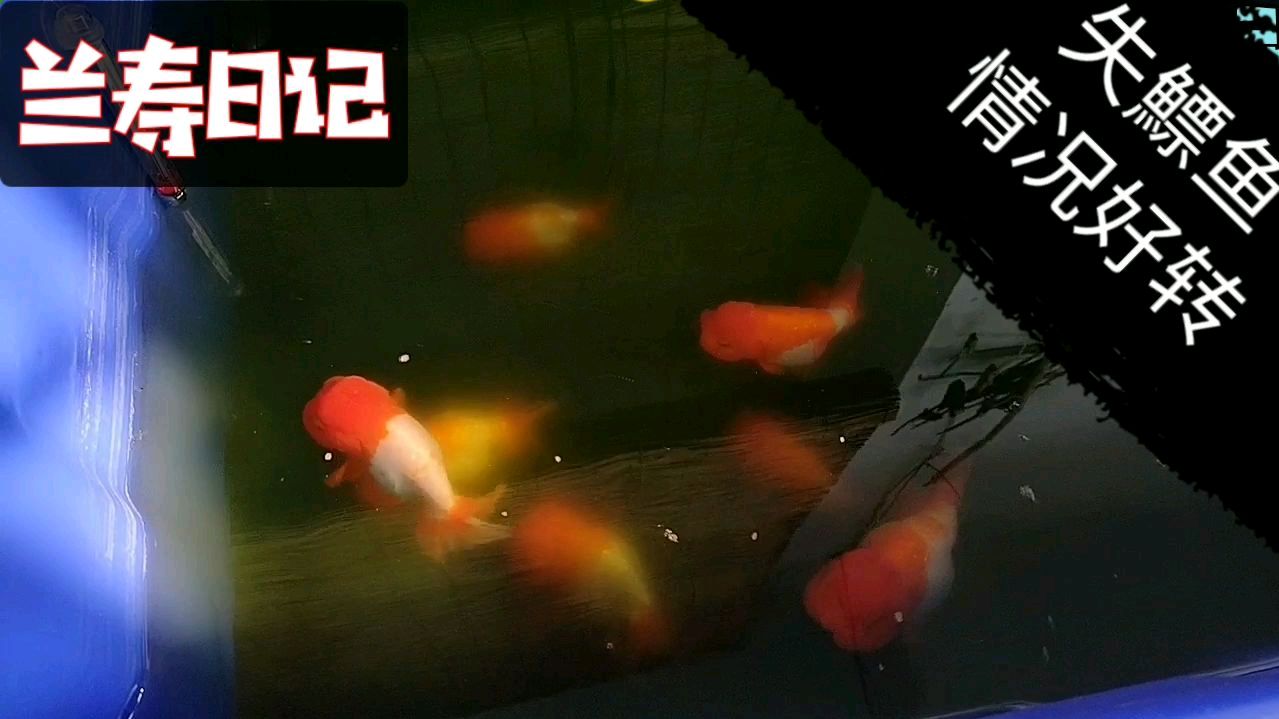 失鰾金鱼情况好转 温度对鱼的状态有很明显的影响