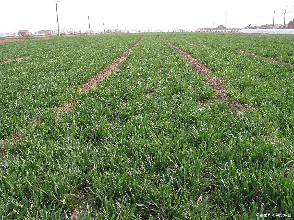 小麦- 热门商品专区